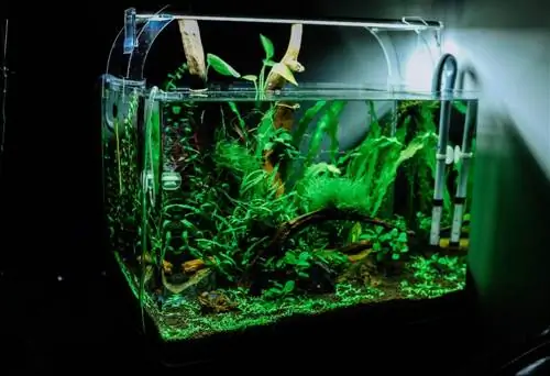 akvarietank i glas