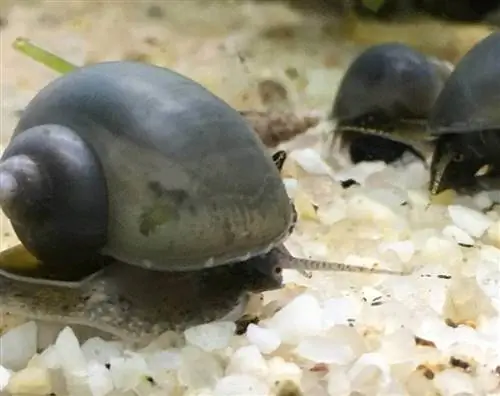 caracóis de maçã