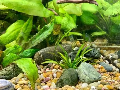 14 Madaling Hakbang para Matulungan Kang Palakihin ang mga Aquarium Plants – Species & FAQs