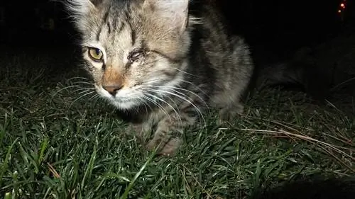 Kucing bermata satu. Lanun - panorama