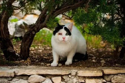 kucing dengan hanya satu mata yang berfungsi