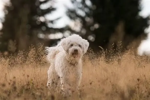 perro blanco