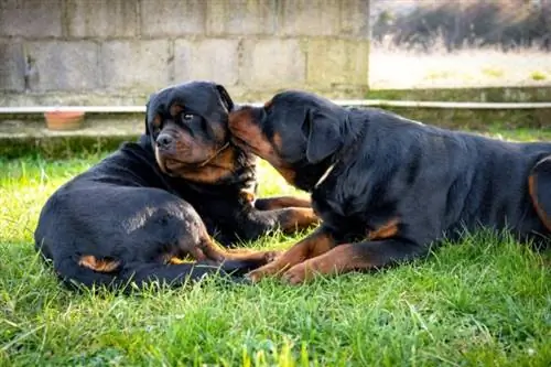 dua rottweiler bersikap penuh kasih sayang