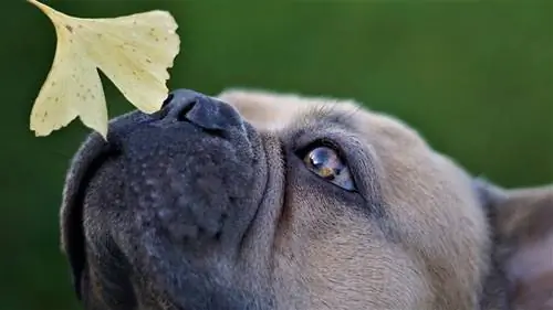 hund lugtende blad