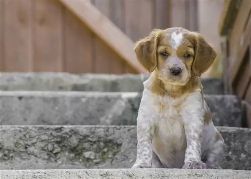 Anak anjing Brittany Spaniel Prancis