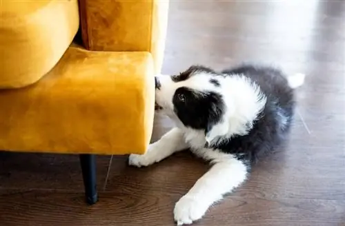 cucciolo di border collie che morde mobili