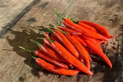 Kan honde Cayenne Peppers eet? Feite wat deur veearts beoordeel is & Gereelde vrae