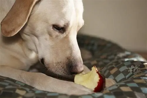 Mijn hond at een appelkern! Dit is wat u moet doen (antwoord dierenarts)