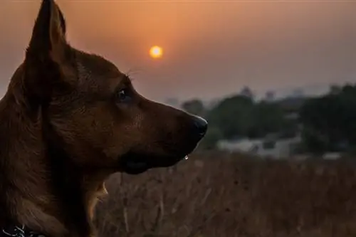 Je, Mbwa Ni Usiku? Tabia za Kulala kwa Mbwa Waelezwa