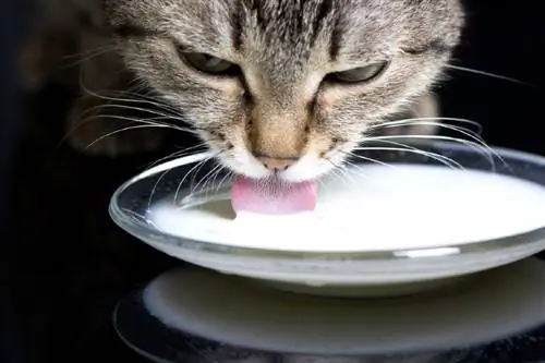 Katze trinkt Milch aus einer Untertasse