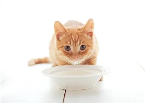 Un chat peut-il boire autre chose que de l'eau ? 4 alternatives sûres