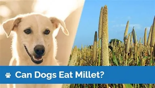 Bisakah Anjing Makan Millet? Fakta yang Ditinjau Dokter Hewan & FAQ