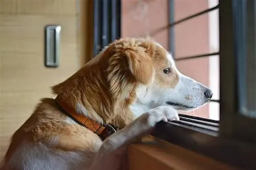 perro mirando la ventana