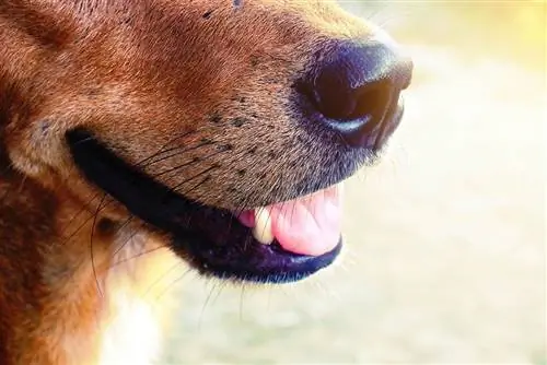 primo piano baffi di cane marrone