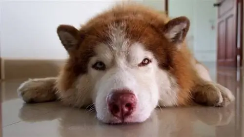 Dormire-Husky-Open-eyes_Wichatsurin_shutterstock