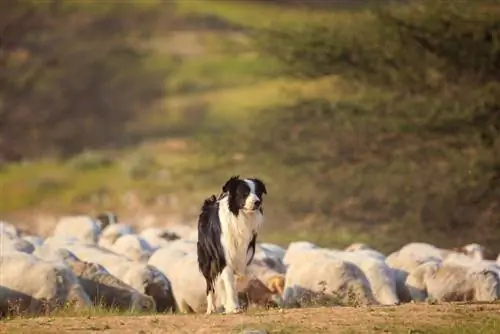 Border Collie mit Schafherde auf dem Bauernhof