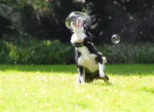 collie sempadan bermain dengan buih