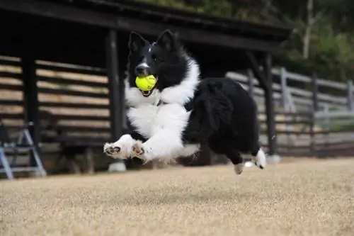 Border Collie dengan bola