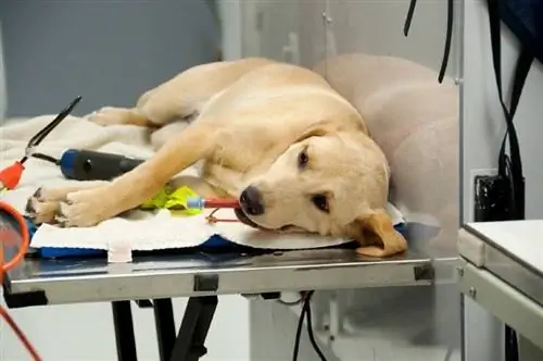 perro en el veterinario para el procedimiento de esterilización