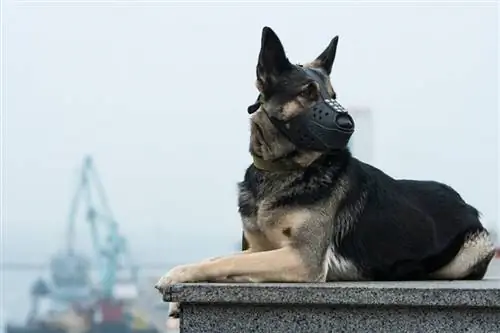 Ang German shepherd na may muzzle ay nakahiga sa isang marmol na bato sa labas