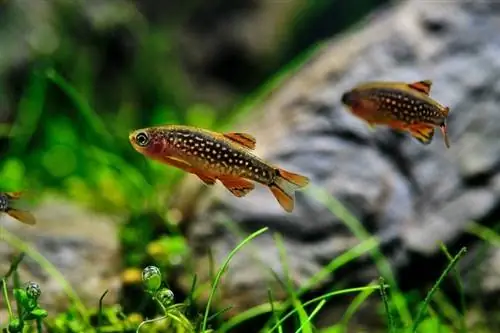 თევზი Danio Margaritatus