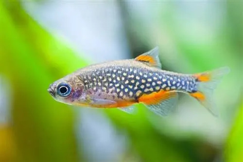 Celestial Pearl Danio: Hướng dẫn chăm sóc, các loại, tuổi thọ & Ảnh