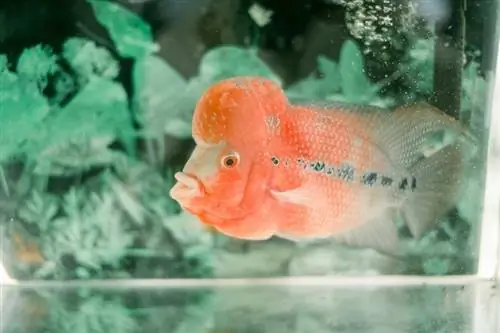 Peshk cichlid Flowerhorn