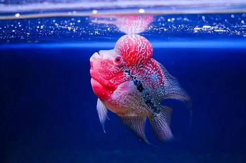 cá cichlid hoa sừng