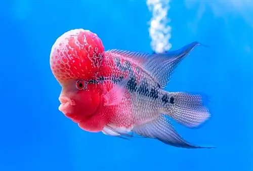 Flowerhorn Cichlid: parvarish qilish bo'yicha qo'llanma, turlari, umr ko'rish muddati & naslchilik (rasmlar bilan)