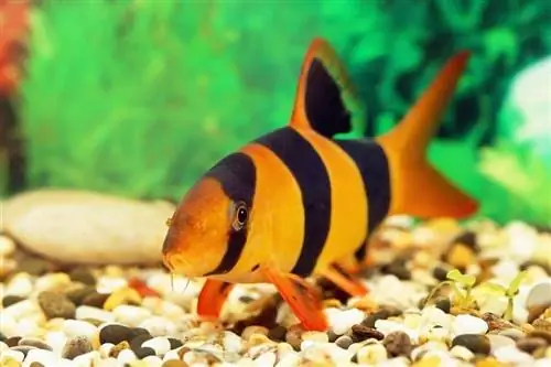 Loaches: Gabay sa Pangangalaga, Mga Uri, Haba & Higit Pa (May Mga Larawan)