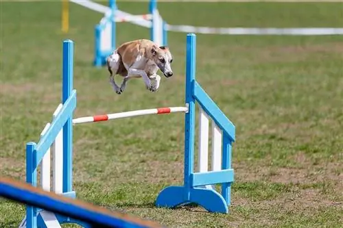 Whippet jump