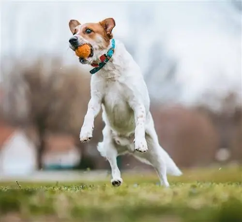 Australská Kelpie skočí pro míč