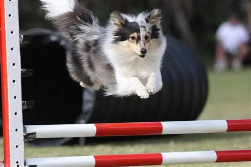 Shetland fårehund hoppe