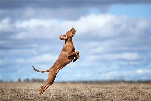 Vizsla hoppe