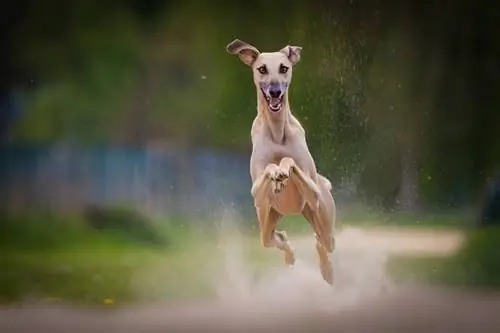 14 races de chiens qui sautent le plus haut (avec photos)