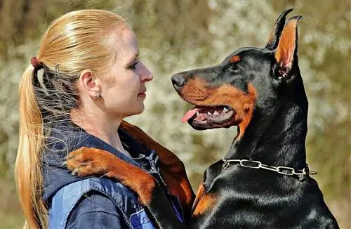 ženska gleda svojega dobermana