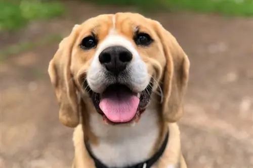 nærbilde av en smilende hund