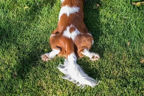 cua de cavalier king charles