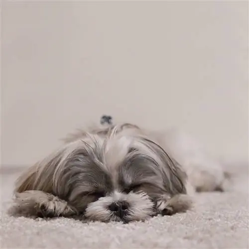 shih tzu slaap alleen