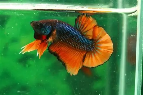 betta kala