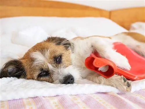 Kranker Hund mit Wärmflasche