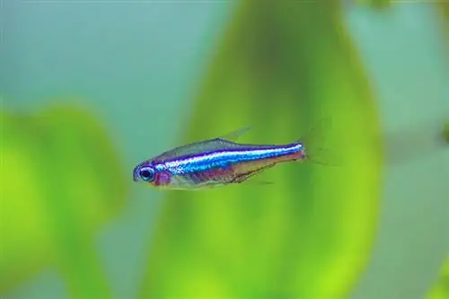 Zielona Neonowa Tetra