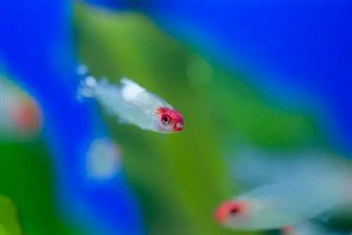 Neon Tetra Հիվանդություն – Ախտանիշներ, Ախտորոշում, Կանխարգելում & ՀՏՀ