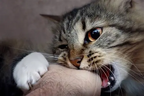 Aggressive oder verspielte Katze beißt Menschen in die Hand