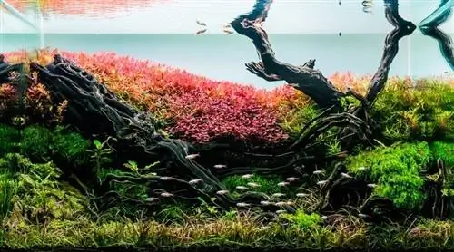 réservoir d'aquarium avec une variété de plantes aquatiques en bois flotté