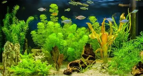 Plantes d'aquarium