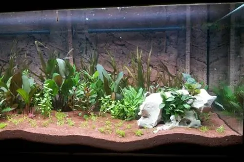 Aquascaping vir beginners: Gids, wenke, truuks & Gereelde Vrae (met prente)