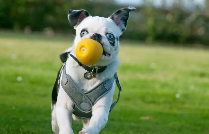 Carlin panda noir et blanc allant chercher un jouet pour chien