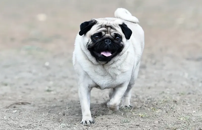 Panda Pugs: Зураг, Баримт & Түүх