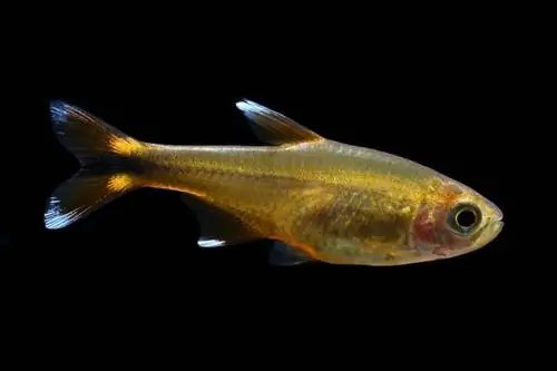 Silvertip Tetra